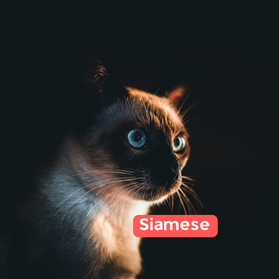 Siamese