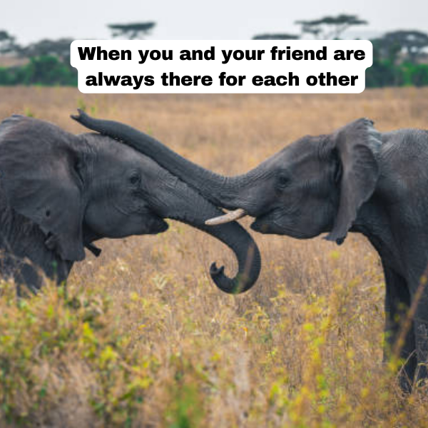 40 Funny Friend Memes To Share With Your Friends