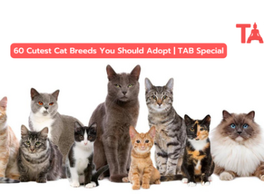 60 Cutest Cat Breeds You Should Adopt | Tab Special
