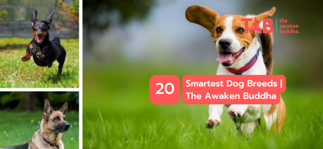 20 Smartest Dog Breeds | The Awaken Buddha