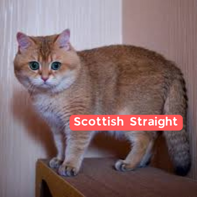 Scottish Straight