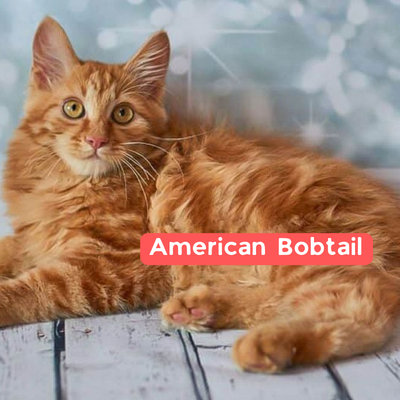  American Bobtail