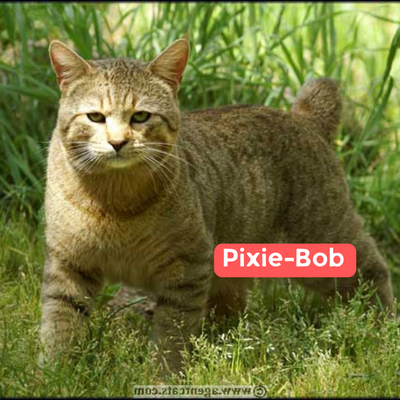 Pixie-Bob
