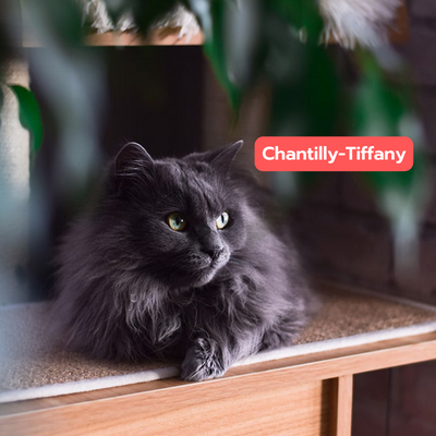 Chantilly-Tiffany