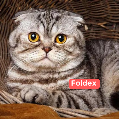 Foldex