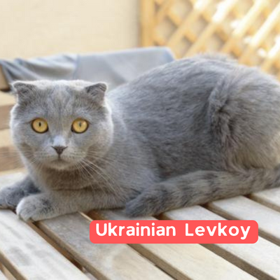 Ukrainian Levkoy