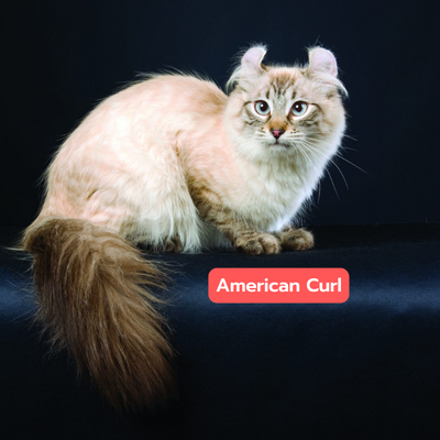  American Curl