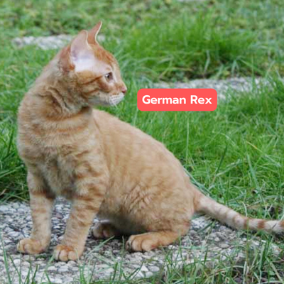 German Rex