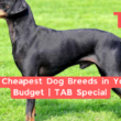 30 Cheapest Dog Breeds In Your Budget | Tab Special