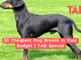 30 Cheapest Dog Breeds In Your Budget | Tab Special