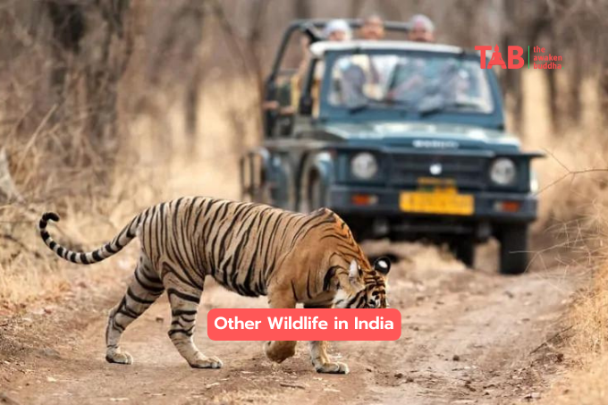 Indian Wildlife: Tigers, Elephants, And More