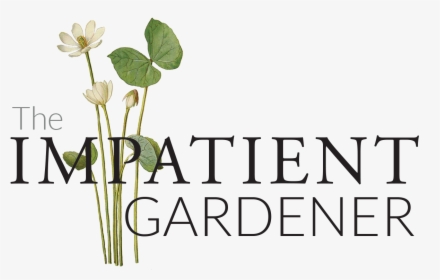 168 1687631 The Impatient Gardener Floral Design Hd Png Download