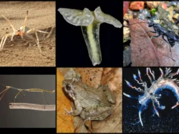 10 New Species Discovered In Last 20 Years